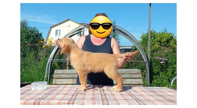 Щенки золотистого ретривера в питомнике Goldberry Щенки золотистого ретривера в питомнике Goldberry