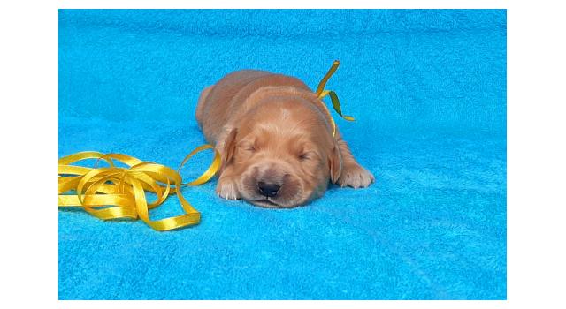 Щенки золотистого ретривера в питомнике Goldberry Щенки золотистого ретривера в питомнике Goldberry