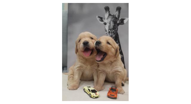 Щенки в питомнике Goldberry Щенки в питомнике Goldberry