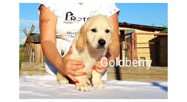 Щенки золотистого ретривера в питомнике Goldberry Щенки золотистого ретривера в питомнике Goldberry