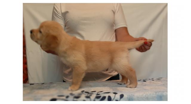 Щенки золотистого ретривера в питомнике Goldberry Щенки золотистого ретривера в питомнике Goldberry