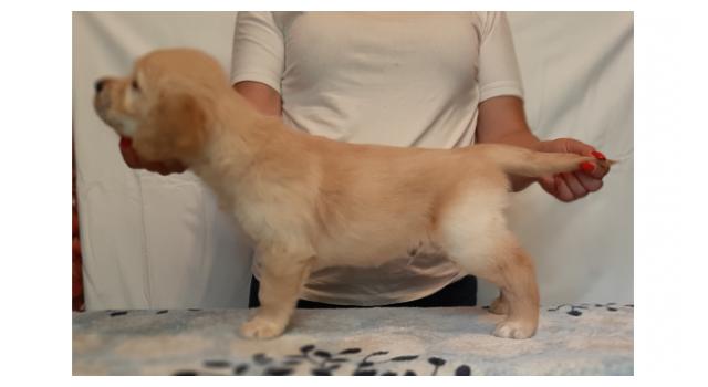 Щенки золотистого ретривера в питомнике Goldberry Щенки золотистого ретривера в питомнике Goldberry