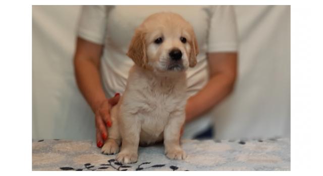 Щенки золотистого ретривера в питомнике Goldberry Щенки золотистого ретривера в питомнике Goldberry