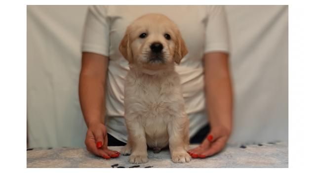 Щенки золотистого ретривера в питомнике Goldberry Щенки золотистого ретривера в питомнике Goldberry