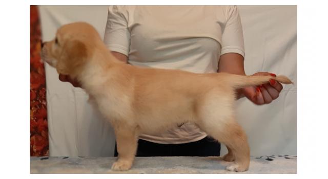 Щенки золотистого ретривера в питомнике Goldberry Щенки золотистого ретривера в питомнике Goldberry