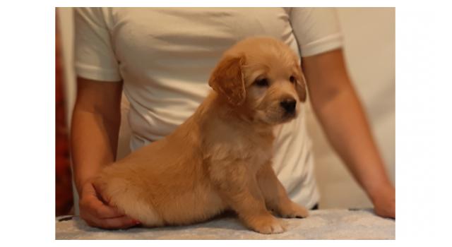 Щенки золотистого ретривера в питомнике Goldberry Щенки золотистого ретривера в питомнике Goldberry