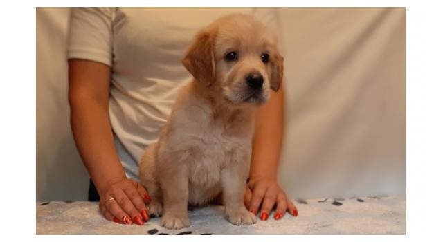 Щенки золотистого ретривера в питомнике Goldberry Щенки золотистого ретривера в питомнике Goldberry