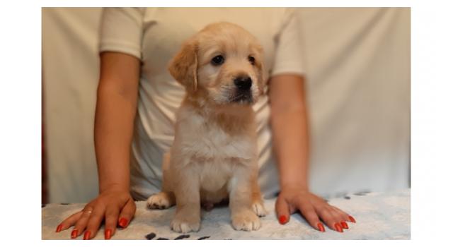 Щенки золотистого ретривера в питомнике Goldberry Щенки золотистого ретривера в питомнике Goldberry