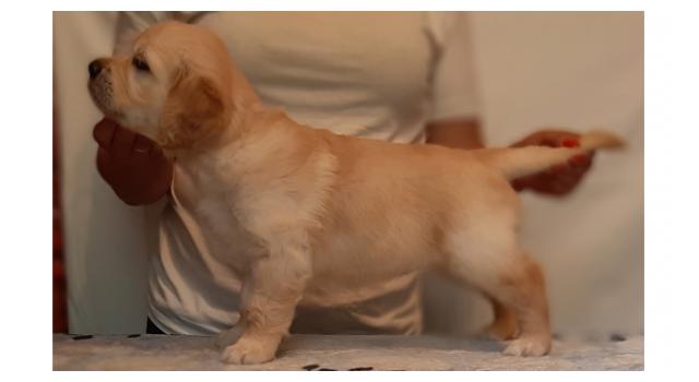 Щенки золотистого ретривера в питомнике Goldberry Щенки золотистого ретривера в питомнике Goldberry