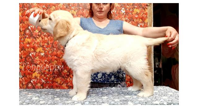 Щенки золотистого ретривера в питомнике Goldberry Щенки золотистого ретривера в питомнике Goldberry