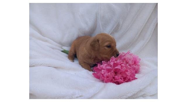 Щенки золотистого ретривера в питомнике Goldberry Щенки золотистого ретривера в питомнике Goldberry