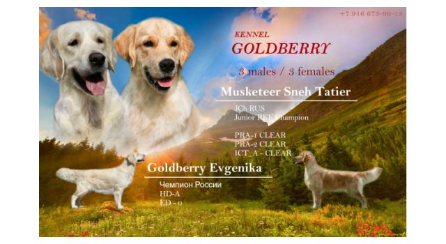 Щенки в питомнике Goldberry Щенки в питомнике Goldberry