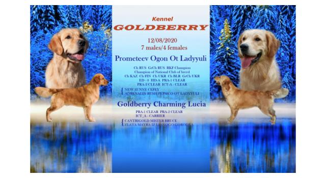 Щенки в питомнике Goldberry Щенки в питомнике Goldberry
