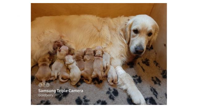 Щенки в питомнике Goldberry Щенки в питомнике Goldberry