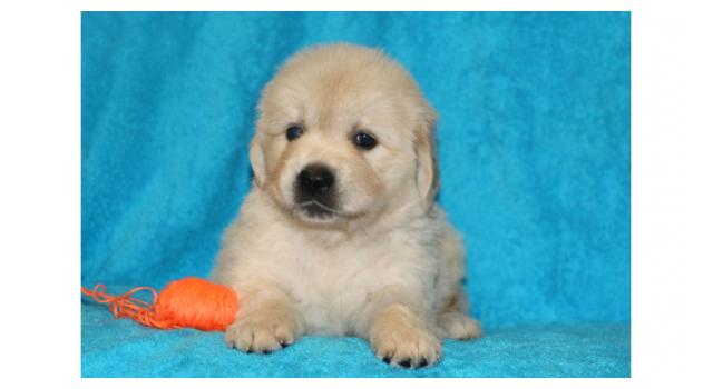 Щенки золотистого ретривера в питомнике Goldberry Щенки золотистого ретривера в питомнике Goldberry