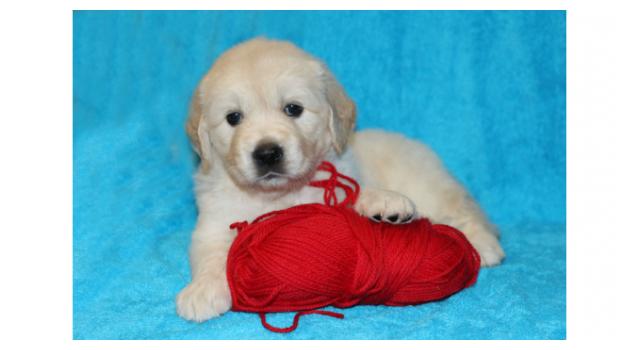 Щенки золотистого ретривера в питомнике Goldberry Щенки золотистого ретривера в питомнике Goldberry