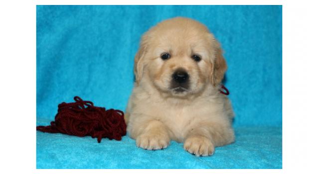 Щенки золотистого ретривера в питомнике Goldberry Щенки золотистого ретривера в питомнике Goldberry