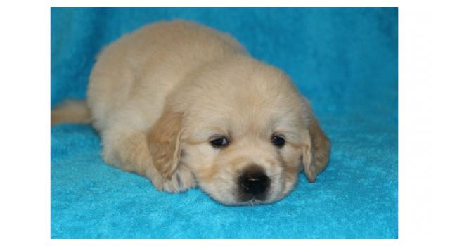 Щенки золотистого ретривера в питомнике Goldberry Щенки золотистого ретривера в питомнике Goldberry