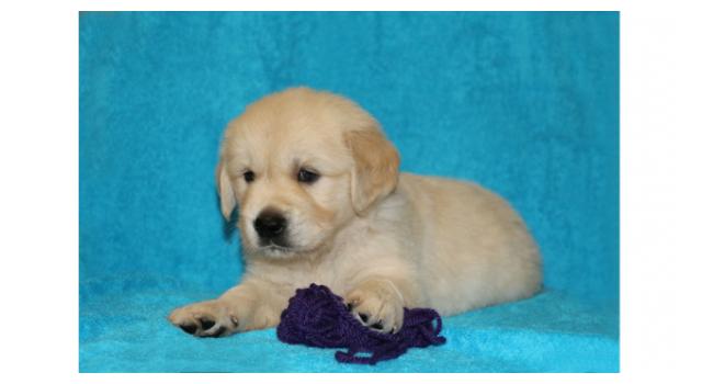 Щенки золотистого ретривера в питомнике Goldberry Щенки золотистого ретривера в питомнике Goldberry