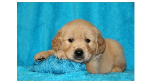 Щенки золотистого ретривера в питомнике Goldberry Щенки золотистого ретривера в питомнике Goldberry