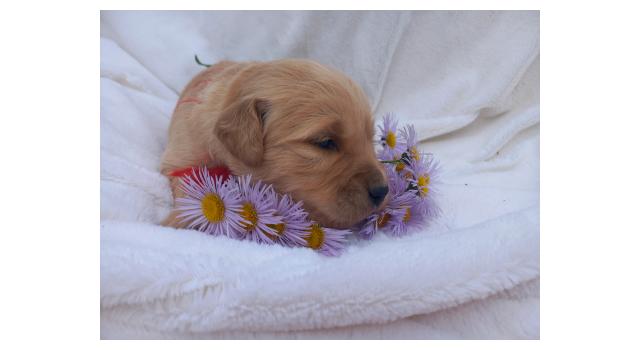 Щенки золотистого ретривера в питомнике Goldberry Щенки золотистого ретривера в питомнике Goldberry