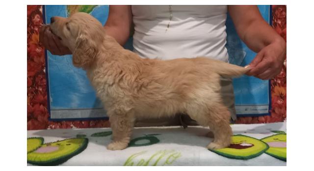 Щенки золотистого ретривера в питомнике Goldberry Щенки золотистого ретривера в питомнике Goldberry