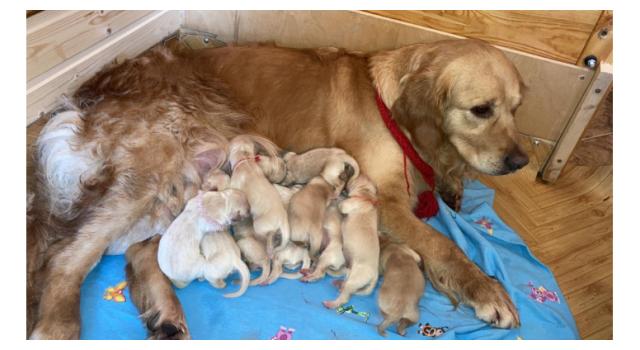 Щенки в питомнике Goldberry Щенки в питомнике Goldberry