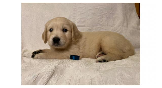 Щенки золотистого ретривера в питомнике Goldberry Щенки золотистого ретривера в питомнике Goldberry