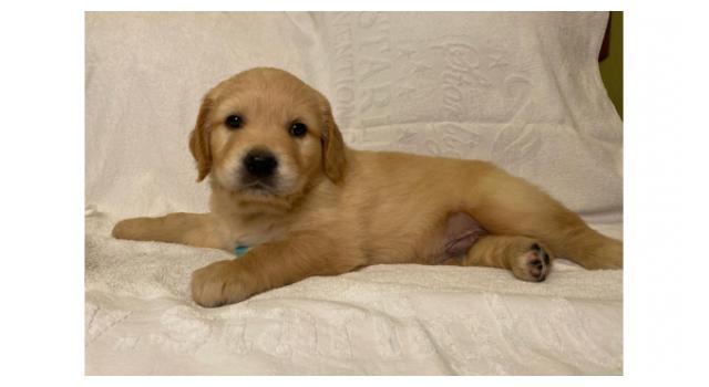 Щенки золотистого ретривера в питомнике Goldberry Щенки золотистого ретривера в питомнике Goldberry