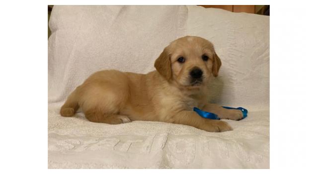 Щенки золотистого ретривера в питомнике Goldberry Щенки золотистого ретривера в питомнике Goldberry