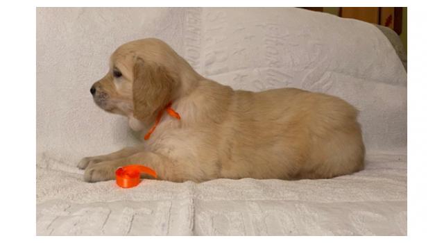 Щенки золотистого ретривера в питомнике Goldberry Щенки золотистого ретривера в питомнике Goldberry