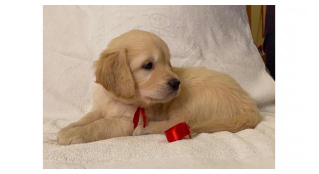 Щенки золотистого ретривера в питомнике Goldberry Щенки золотистого ретривера в питомнике Goldberry