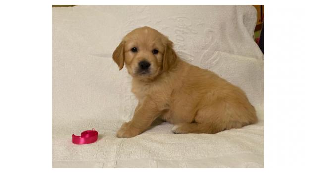 Щенки золотистого ретривера в питомнике Goldberry Щенки золотистого ретривера в питомнике Goldberry