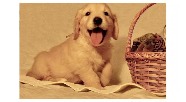 Щенки золотистого ретривера в питомнике Goldberry Щенки золотистого ретривера в питомнике Goldberry