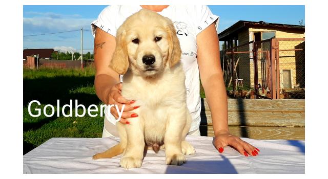 Щенки золотистого ретривера в питомнике Goldberry Щенки золотистого ретривера в питомнике Goldberry