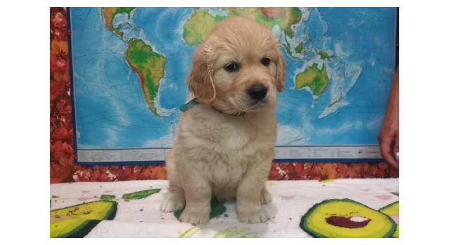 Щенки золотистого ретривера в питомнике Goldberry Щенки золотистого ретривера в питомнике Goldberry