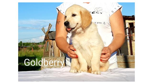 Щенки золотистого ретривера в питомнике Goldberry Щенки золотистого ретривера в питомнике Goldberry