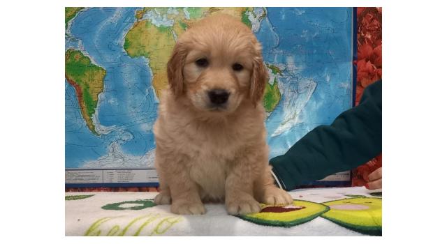 Щенки золотистого ретривера в питомнике Goldberry Щенки золотистого ретривера в питомнике Goldberry