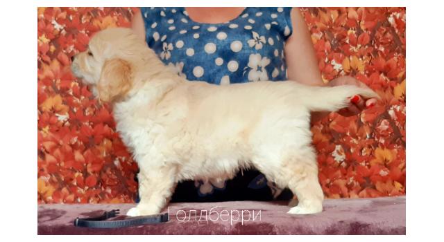 Щенки золотистого ретривера в питомнике Goldberry Щенки золотистого ретривера в питомнике Goldberry