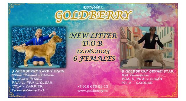 Щенки в питомнике Goldberry Щенки в питомнике Goldberry