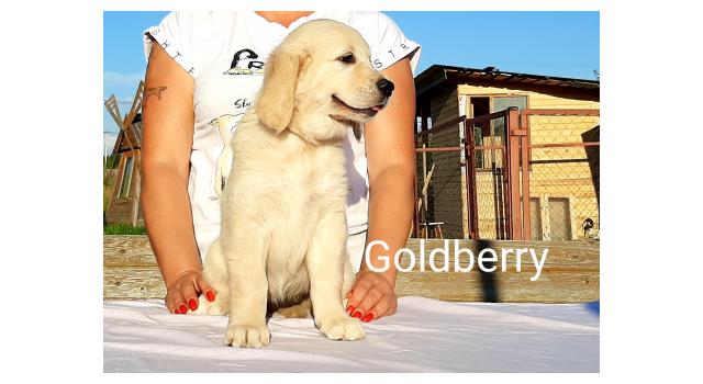 Щенки золотистого ретривера в питомнике Goldberry Щенки золотистого ретривера в питомнике Goldberry