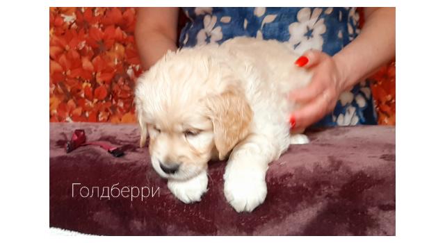 Щенки золотистого ретривера в питомнике Goldberry Щенки золотистого ретривера в питомнике Goldberry