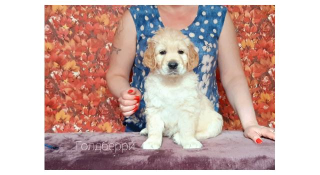 Щенки золотистого ретривера в питомнике Goldberry Щенки золотистого ретривера в питомнике Goldberry