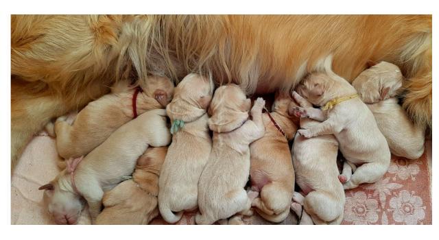 Щенки в питомнике Goldberry Щенки в питомнике Goldberry