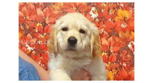 Щенки золотистого ретривера в питомнике Goldberry Щенки золотистого ретривера в питомнике Goldberry