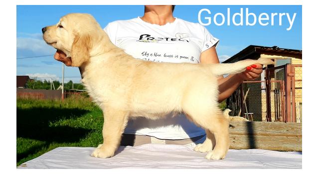 Щенки золотистого ретривера в питомнике Goldberry Щенки золотистого ретривера в питомнике Goldberry