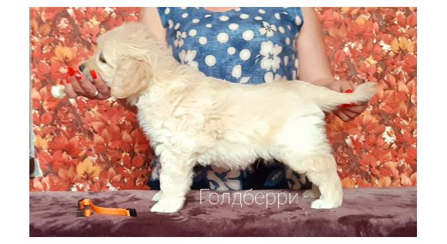 Щенки золотистого ретривера в питомнике Goldberry Щенки золотистого ретривера в питомнике Goldberry