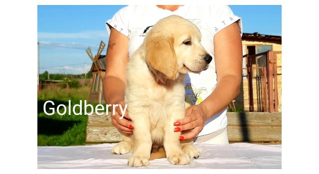 Щенки золотистого ретривера в питомнике Goldberry Щенки золотистого ретривера в питомнике Goldberry