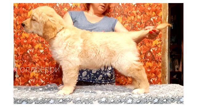 Щенки золотистого ретривера в питомнике Goldberry Щенки золотистого ретривера в питомнике Goldberry