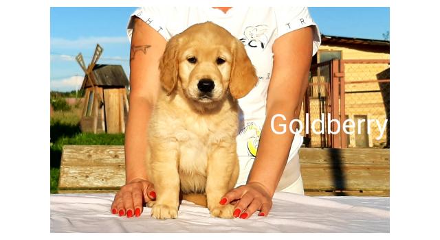 Щенки золотистого ретривера в питомнике Goldberry Щенки золотистого ретривера в питомнике Goldberry